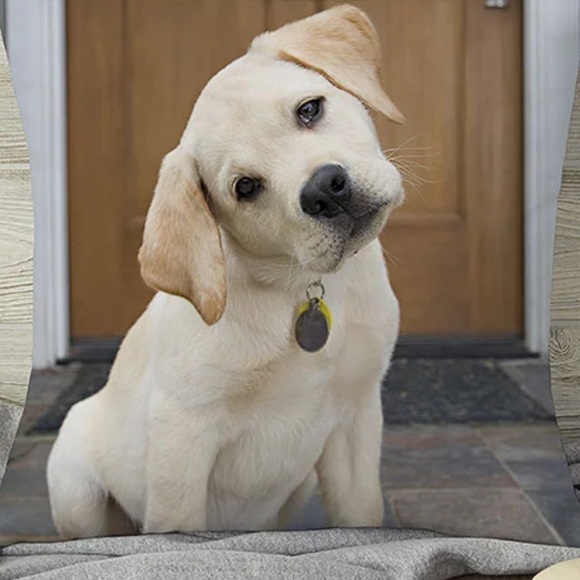 🐾PET CLOSET! MOM I NEED NEW CLOTHES ASAP🐾 - Picture 1 of 1